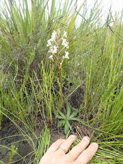 Disa sagittalis