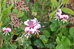 Pelargonium cordifolium