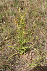 Moraea ramosissima