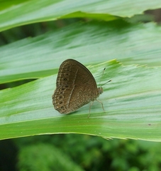 Mycalesis janardana