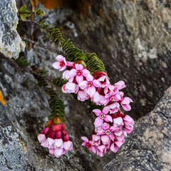 Sonderothamnus petraeus