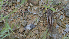 Gastrimargus marmoratus