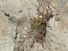 Perityle emoryi