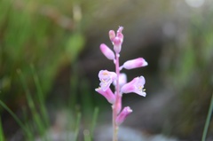 Lachenalia salteri