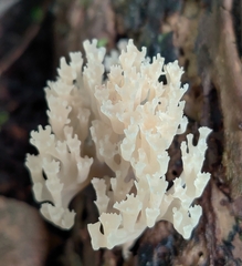 Artomyces pyxidatus