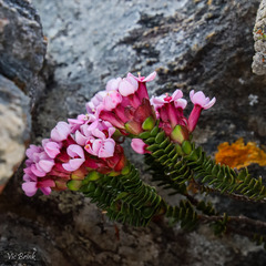 Sonderothamnus petraeus
