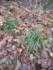 Carex digitata