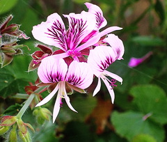 Pelargonium cordifolium