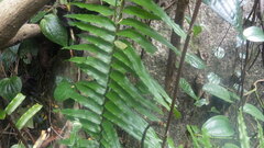 Nephrolepis biserrata