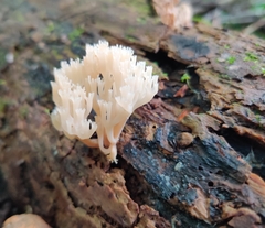 Artomyces pyxidatus