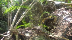 Nephrolepis biserrata