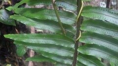 Nephrolepis biserrata