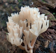 Artomyces pyxidatus
