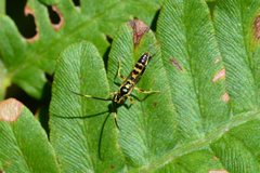 Cratichneumon paratus