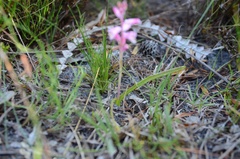 Lachenalia salteri