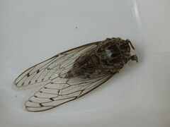 Cicada