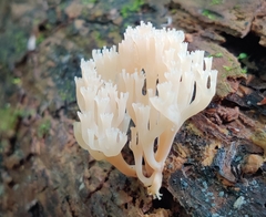 Artomyces pyxidatus