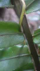Nephrolepis biserrata