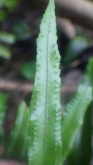 Nephrolepis biserrata