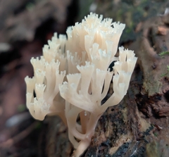 Artomyces pyxidatus