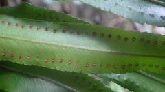Nephrolepis biserrata