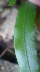Nephrolepis biserrata