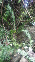 Nephrolepis biserrata