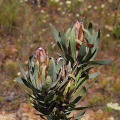 Protea coronata