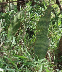 Sansevieria