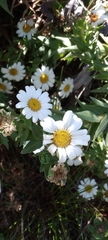 Osmitopsis asteriscoides