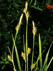 Carex lemmonii