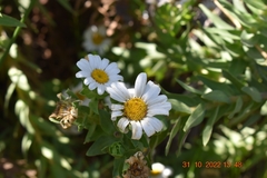 Osmitopsis asteriscoides
