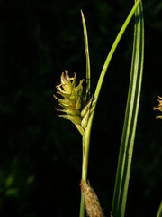 Carex lemmonii