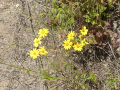 Senecio cachinalensis