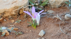 Colchicum filifolium