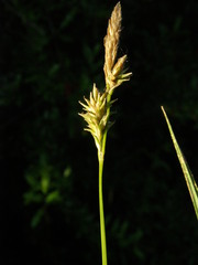 Carex lemmonii