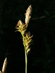 Carex lemmonii