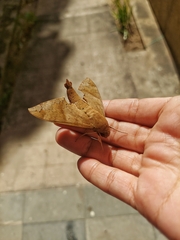 Pachylioides resumens