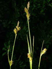 Carex lemmonii