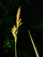 Carex lemmonii
