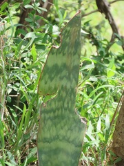 Sansevieria