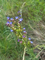 Anchusa capensis