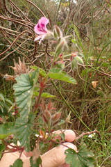 Pelargonium cordifolium