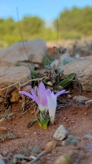 Colchicum filifolium