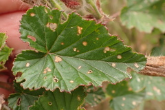 Pelargonium cordifolium