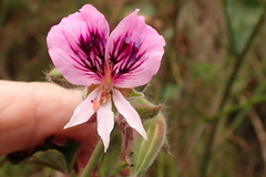 Pelargonium cordifolium