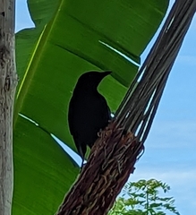 Quiscalus lugubris
