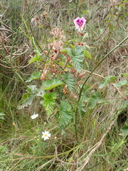 Pelargonium cordifolium