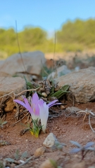 Colchicum filifolium