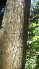 Phelsuma abbotti chekei